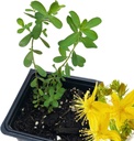Planta orgánica de hierba de San Juan, (Hypericum Perforatum) 2,5 pulgadas Pot - Planta viva de San Juan