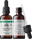 Tintura de plantaina, Extracto de plantarina orgánica (Plantago Major) Suplemento de salud de hoja seca, no transgénico en glicerina vegetal orgánica presidida 2 oz, 670 mg